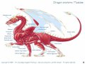 Dragon struktcur 1.jpg